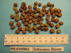 Click for 1 image(s) for this accession. Image